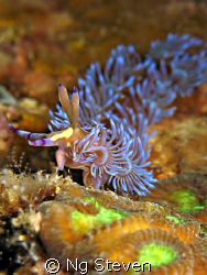 nudi makes 'peace' sign. Canon A640, Inon Z240, Single In... by Ng Steven 